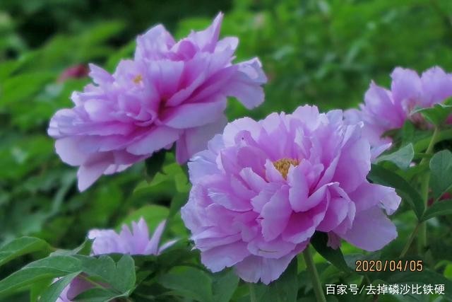 王爱君卜算子系列花草雅集23首:【冰心文化传媒】主编冰心(图20)