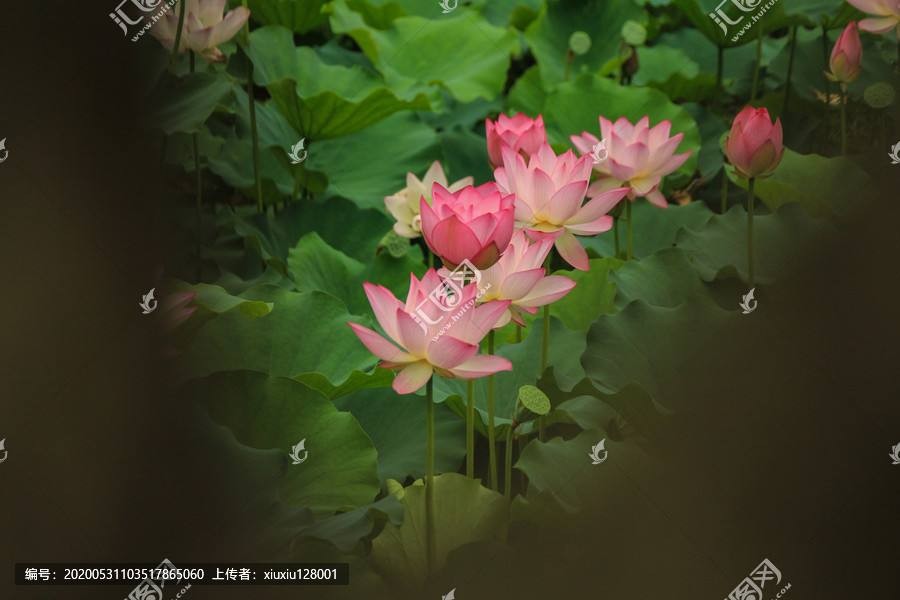 王爱君卜算子系列花草雅集23首:【冰心文化传媒】主编冰心(图22)