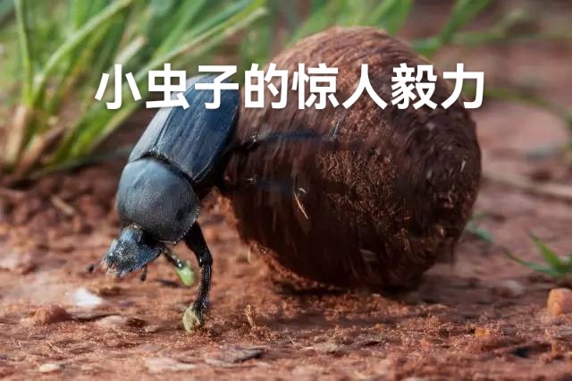 黄树和：小虫子的惊人毅力
