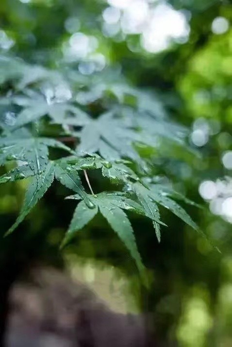 [北京头条]《听雨》作者/雨下罗加，主播/柔荑
