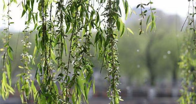 野草先生引人深思的《青楼风盈红楼梦》｜中国桂林都市文学社749期（图9）