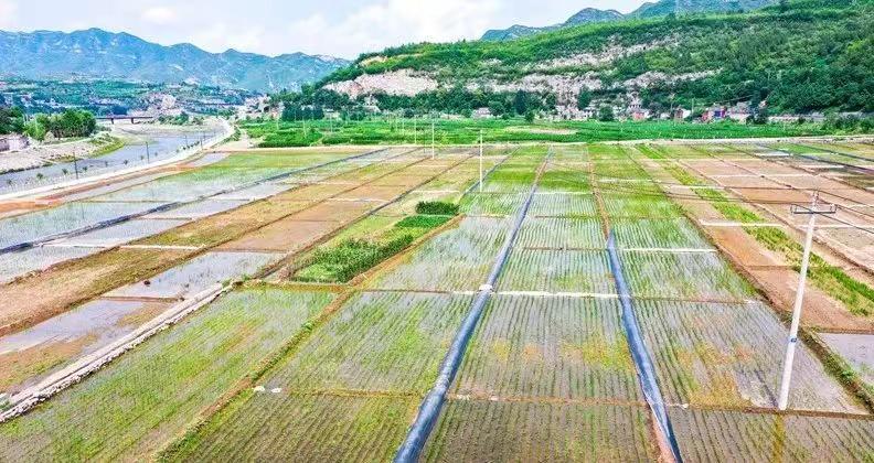 乡村振兴丨河北石家庄井陉：“稻蟹”共养 遍地生金｜石家庄学习平台｜学习强国
