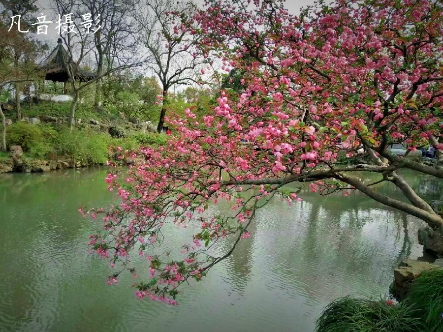 银龄朗诵艺苑 陈成侠朗读《春天，遂想起》作者：余光中（图2）