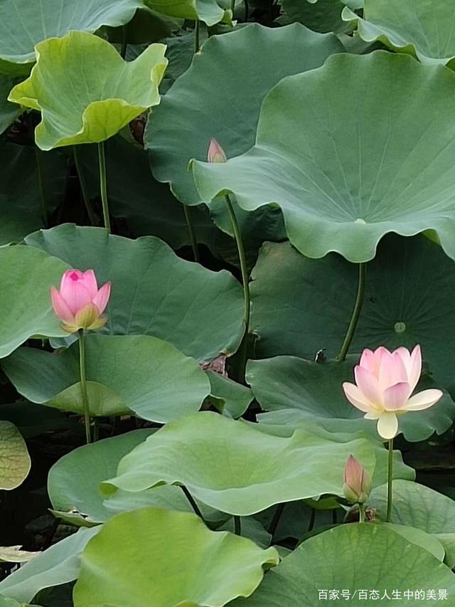 雨中赏荷｜文/张树林