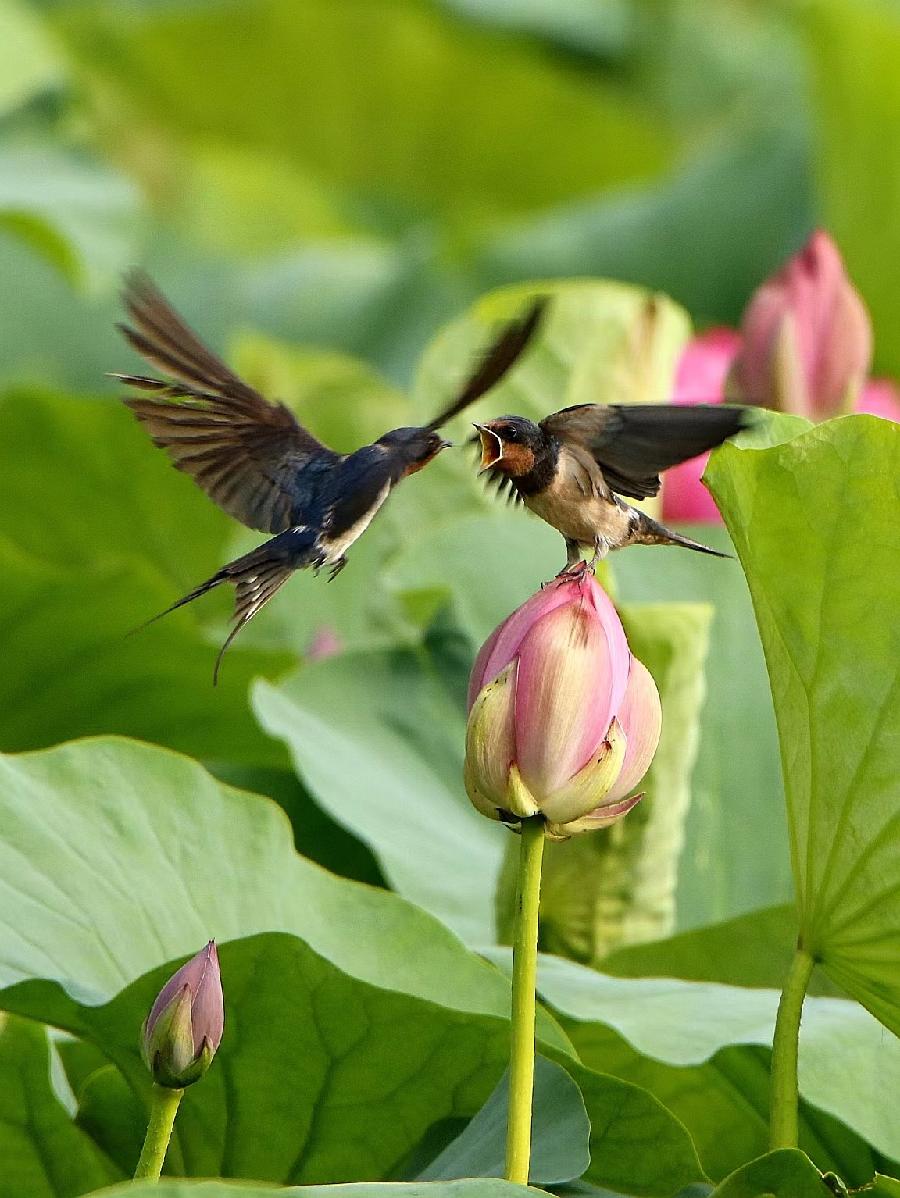 李春生:荷花/燕子（图6）