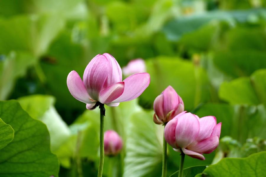 李春生:荷花/燕子（图8）