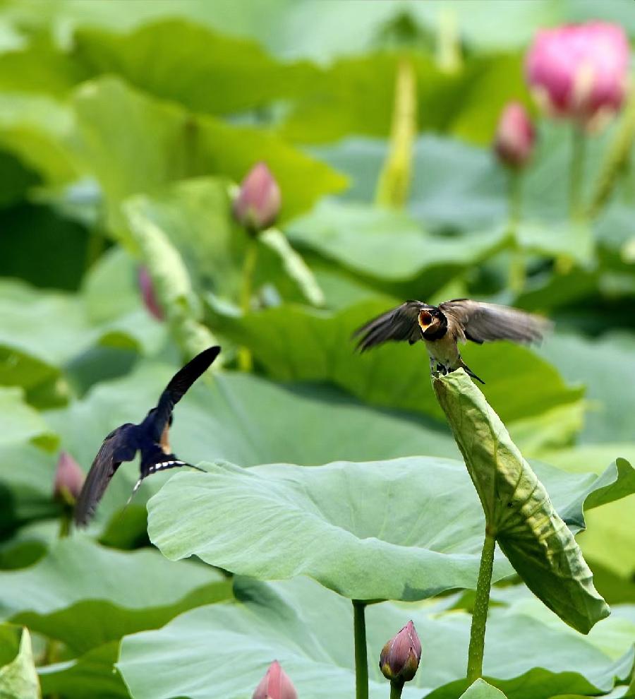 李春生:荷花/燕子（图11）