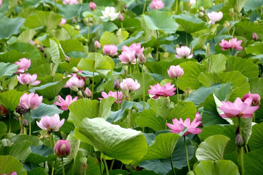 李春生:荷花/燕子（图10）