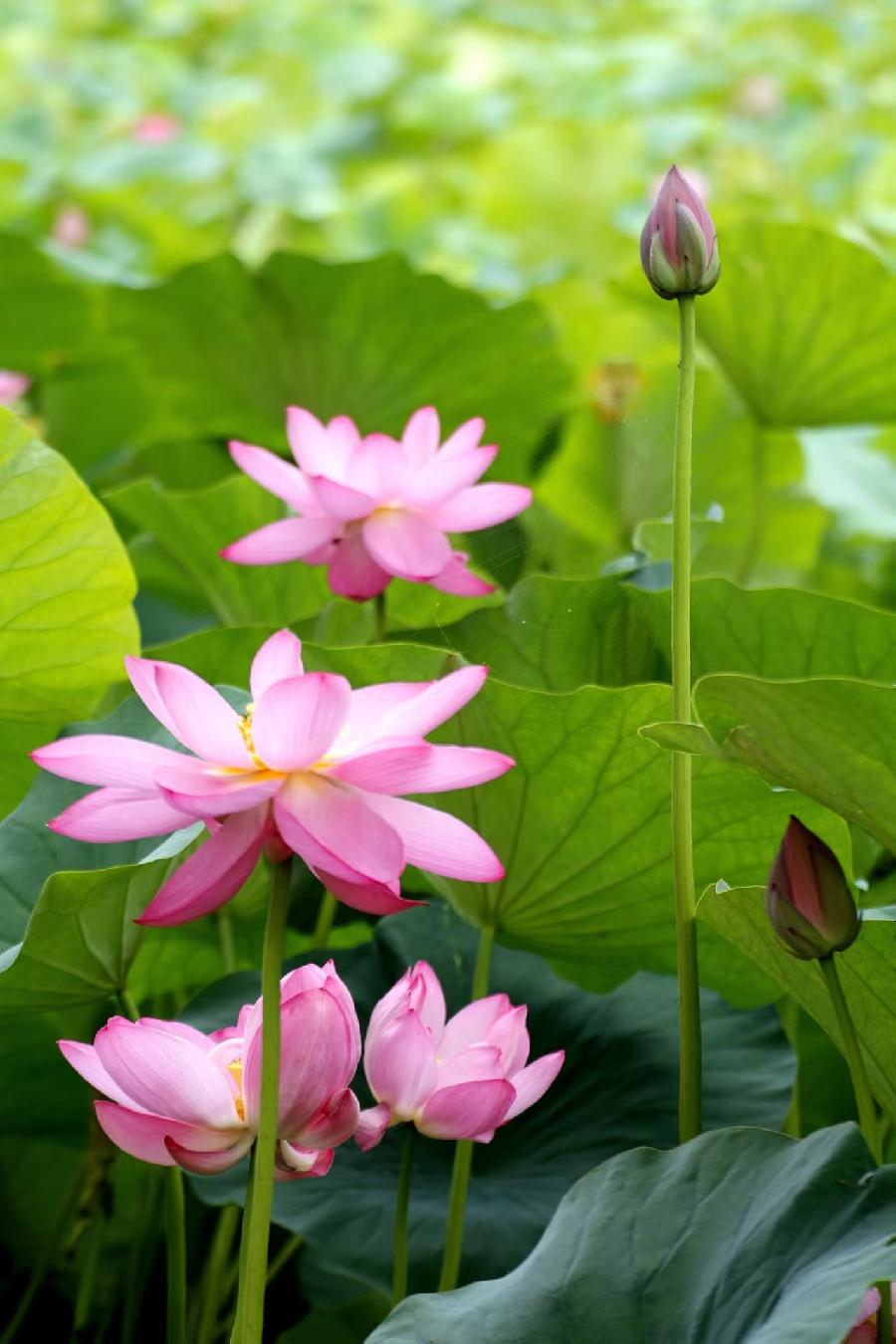 李春生:荷花/燕子（图12）