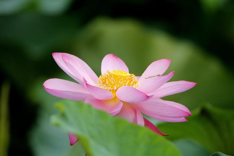 李春生:荷花/燕子（图16）