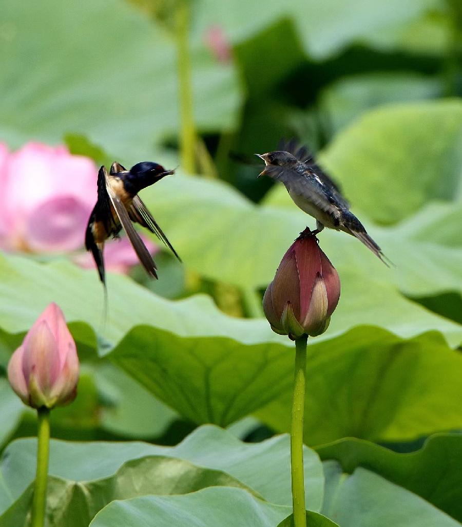 李春生:荷花/燕子（图22）