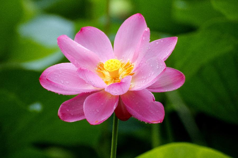 李春生:荷花/燕子（图26）