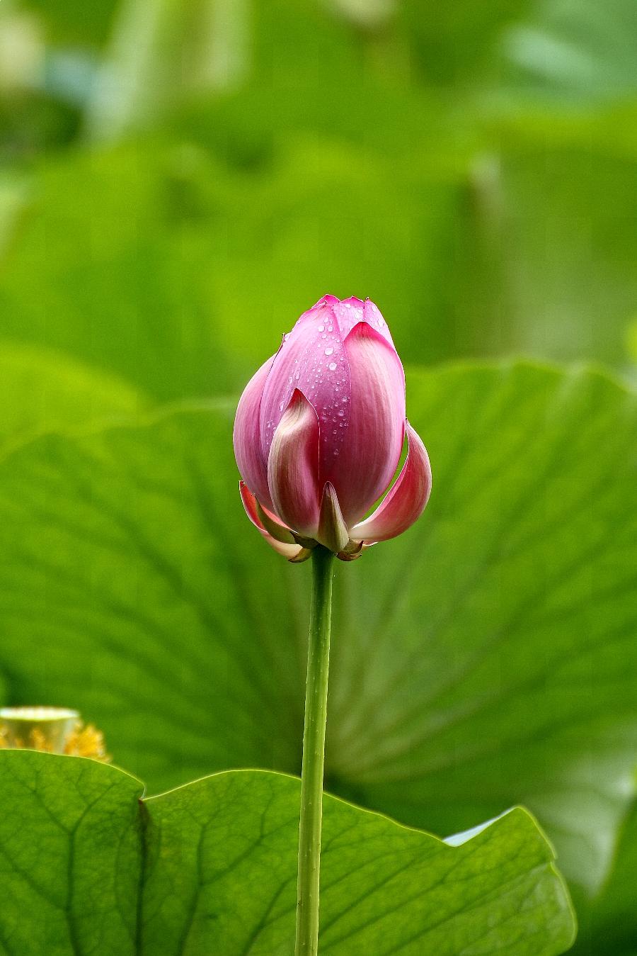 李春生:荷花/燕子（图28）