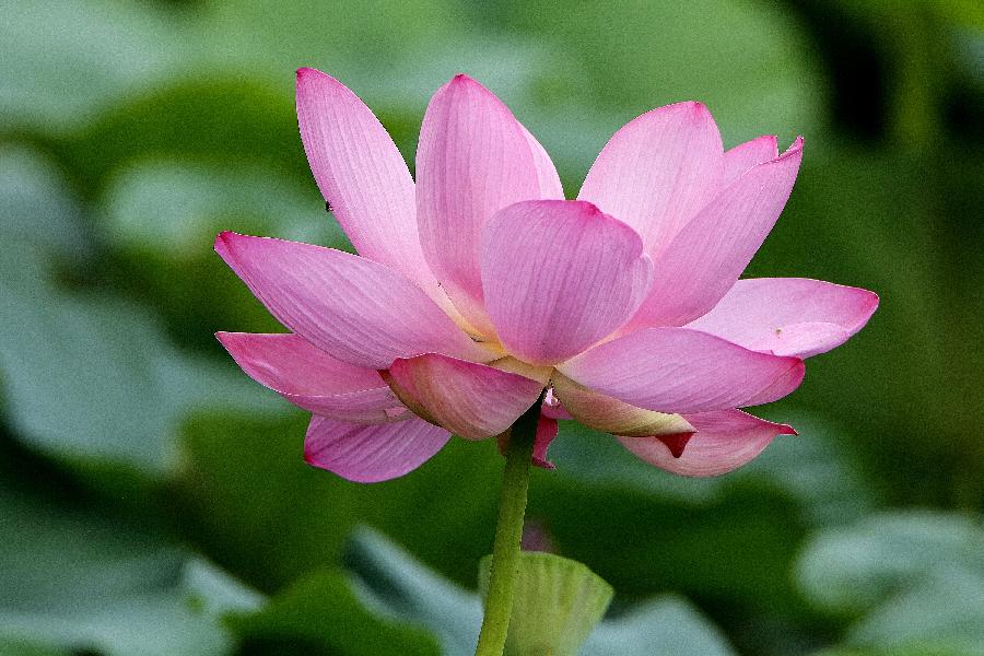 李春生:荷花/燕子（图32）