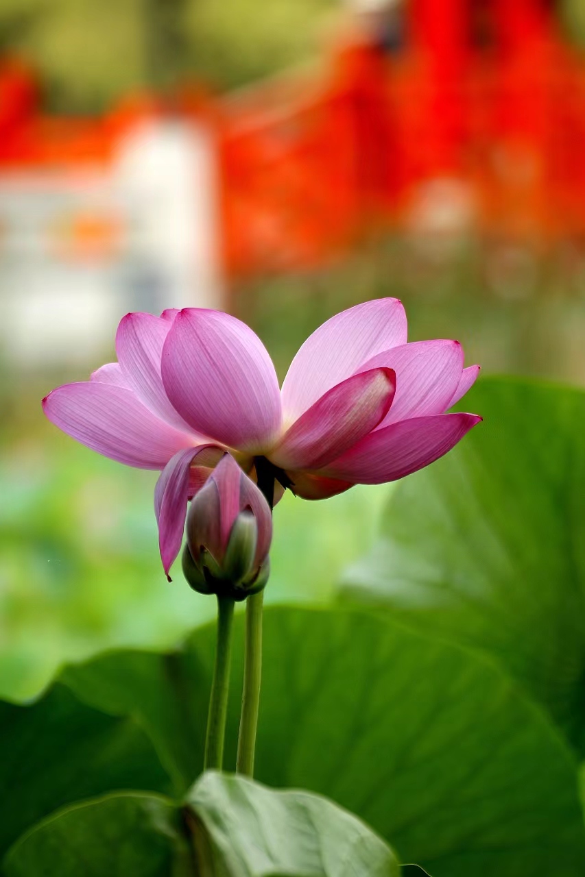 李春生:荷花/燕子（图29）