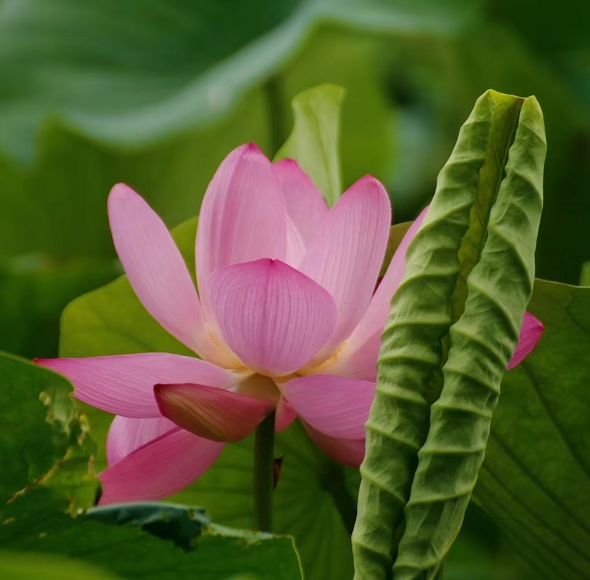 李春生:荷花/燕子（图33）