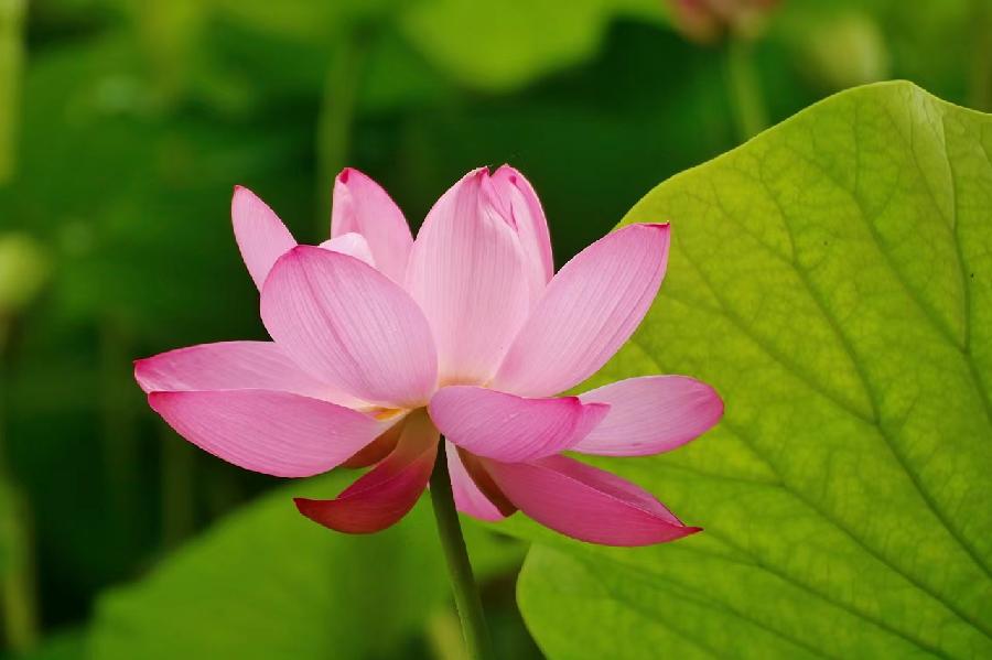 李春生:荷花/燕子（图34）