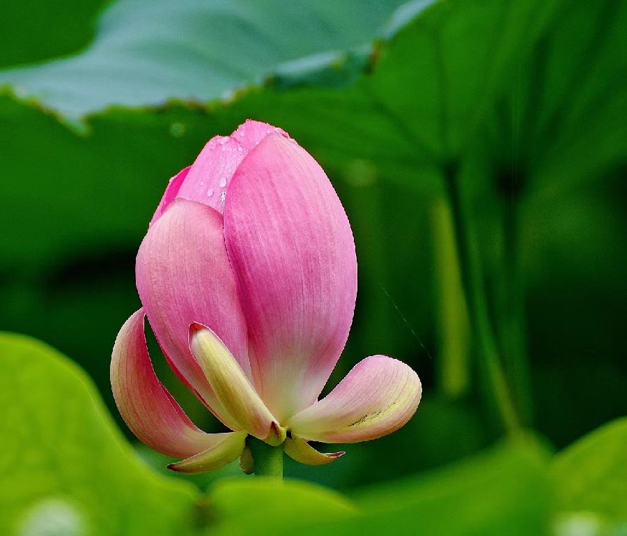 李春生:荷花/燕子（图35）