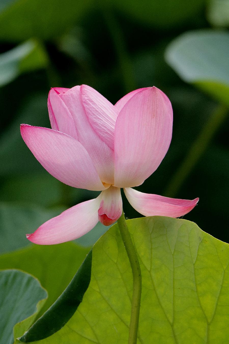 李春生:荷花/燕子（图36）