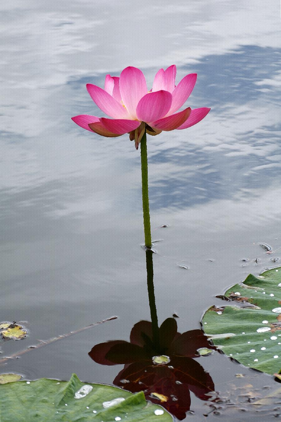 李春生:荷花/燕子（图38）
