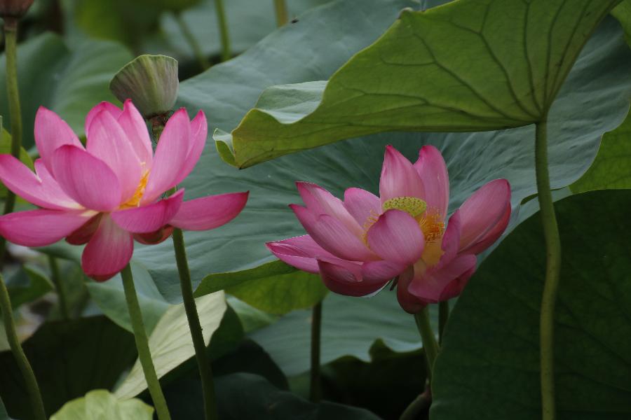 李春生:荷花/燕子（图41）