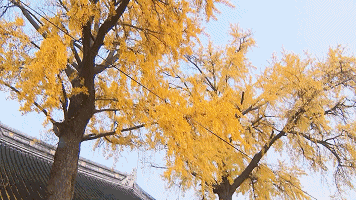 诗意传情诗社【慰藉】文‖姚京平 诵‖李华敏(929)(图7)