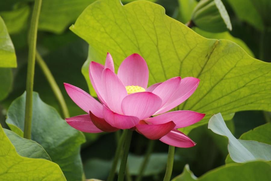 李春生:荷花/燕子（图40）