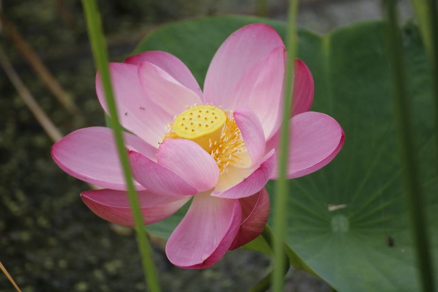 李春生:荷花/燕子（图42）