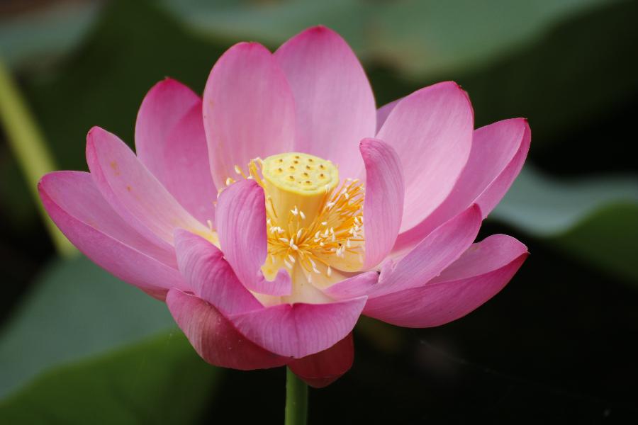 李春生:荷花/燕子（图44）