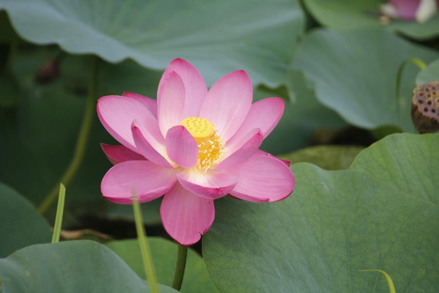 李春生:荷花/燕子（图45）