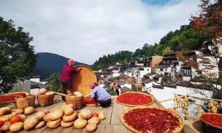 七绝：炎夏日记/荷塘（浙江）（图3）