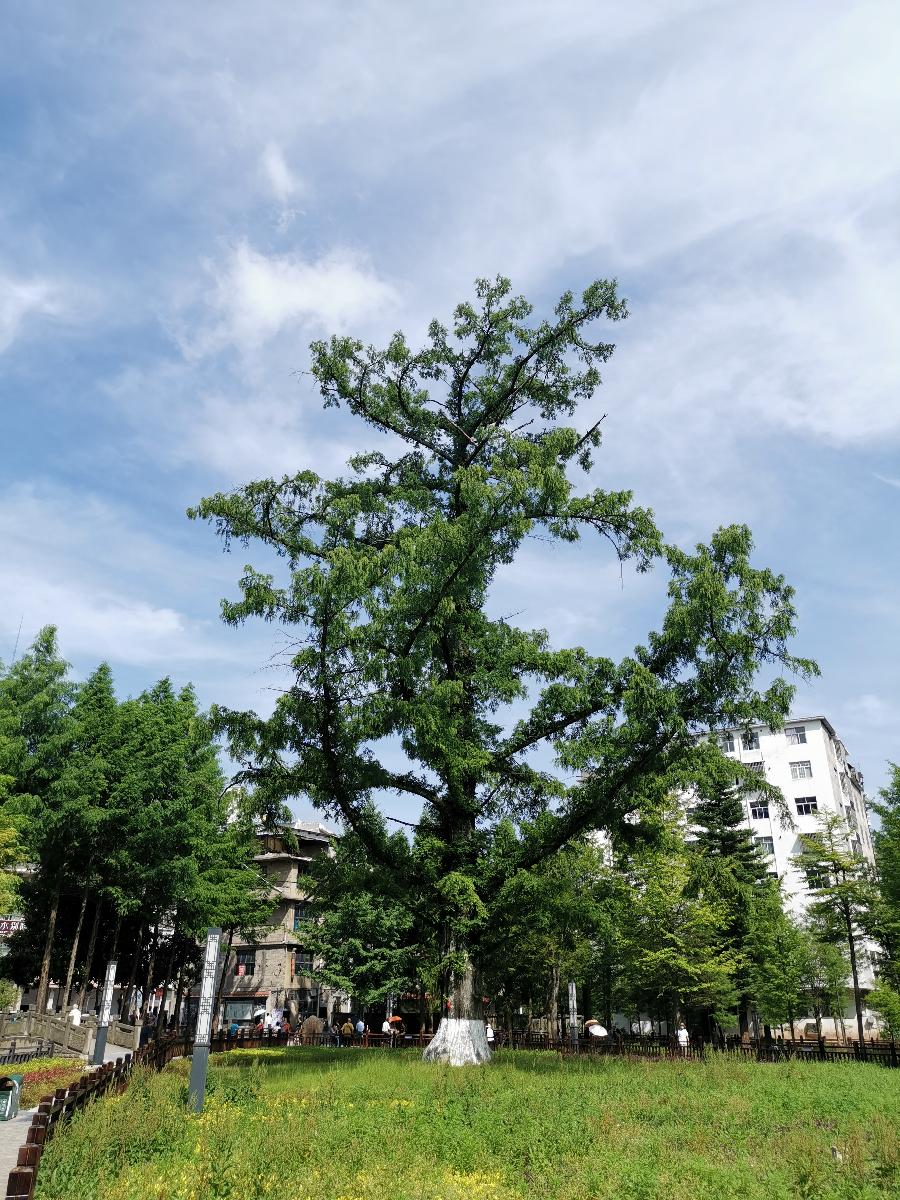 诗意传情诗社【苏马荡】文‖兰光武 诵‖李华敏(931)(图11)