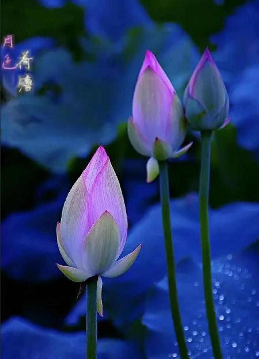 【雯荔之声】孔祥会诵读:荷塘月色(图5)
