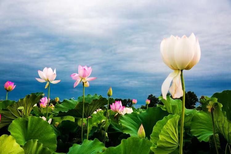 七律二首 文/李贵臣（图3）