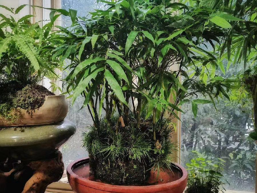 《北美翰苑散文诗社》(图7)