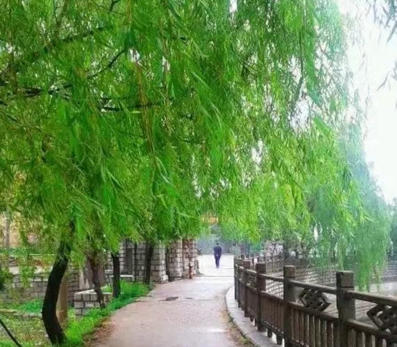 《北美翰苑散文诗社》（图17）