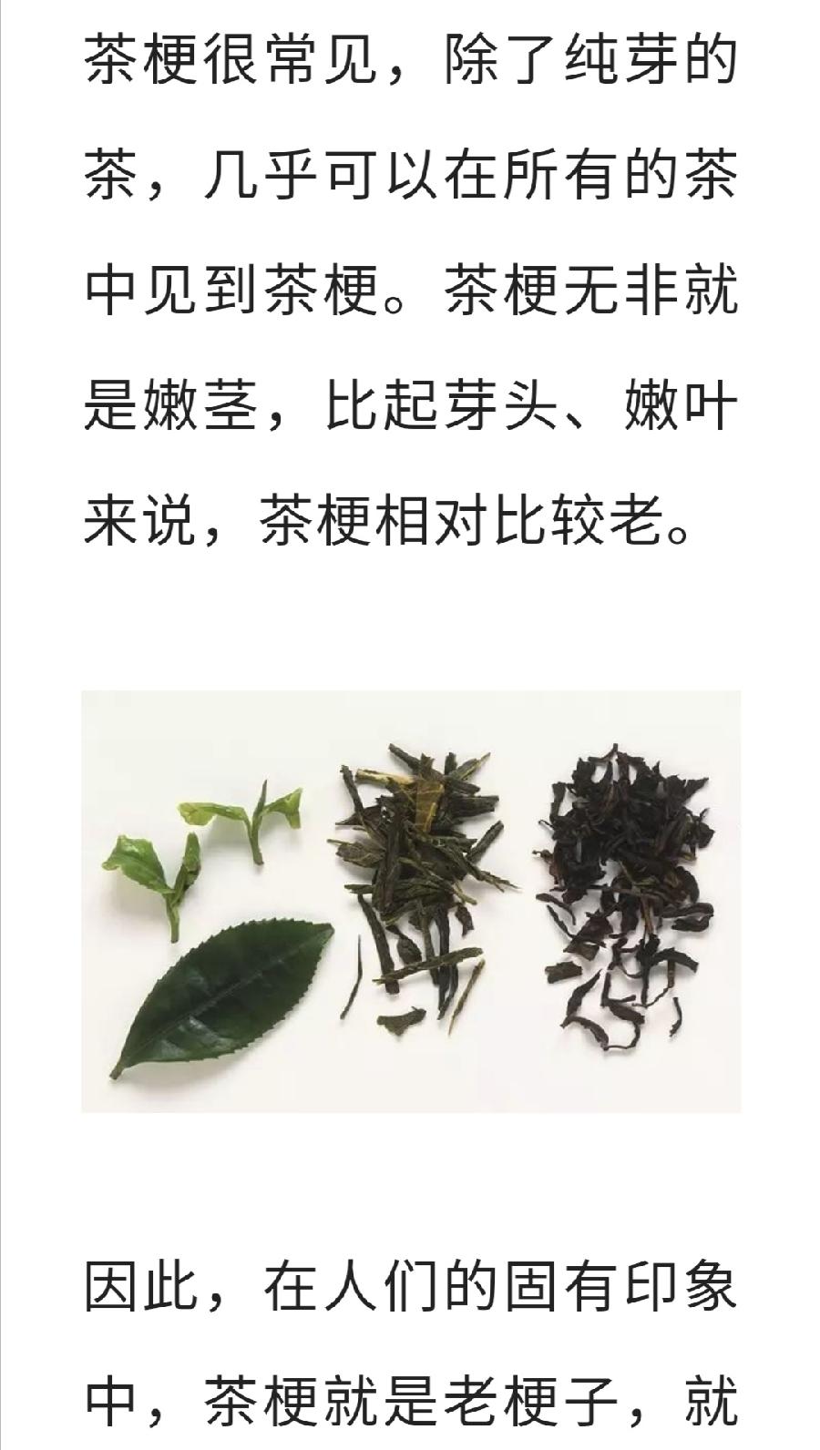 对于茶梗，有人爱有人恨，它到底是垃圾还是宝贝？（图3）