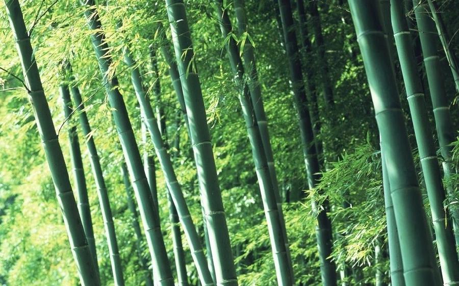 【当代文艺】《词十八阕》作者:彭葆平(图4)