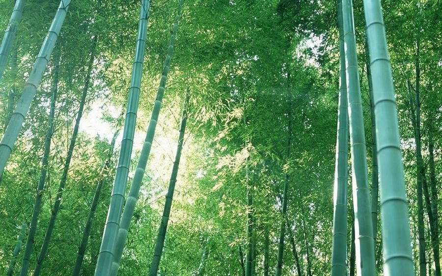 【当代文艺】《词十八阕》作者:彭葆平(图3)