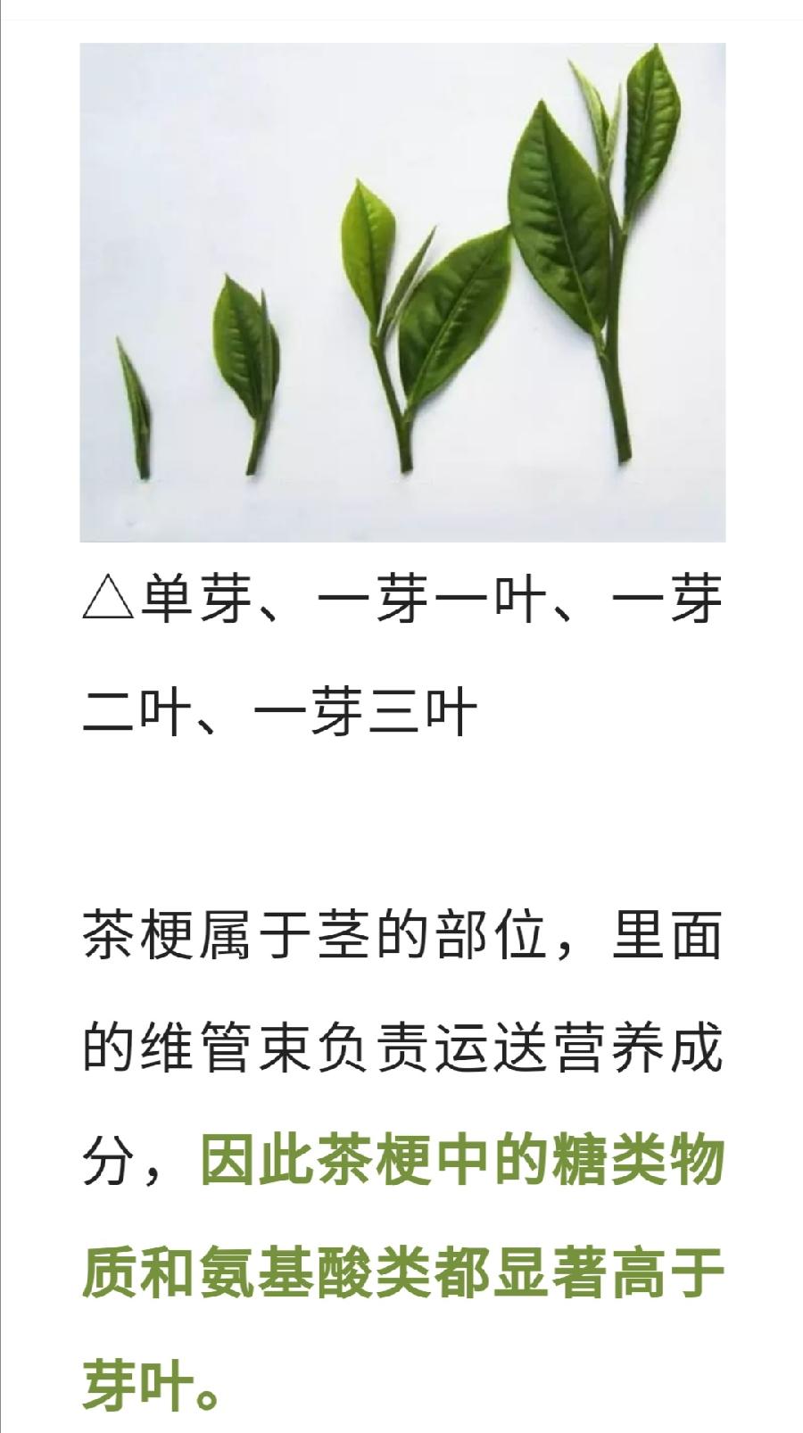 对于茶梗，有人爱有人恨，它到底是垃圾还是宝贝？（图9）