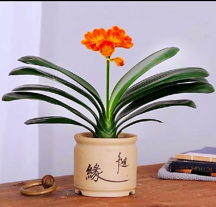 符琼莲：心安即是归途（图7）