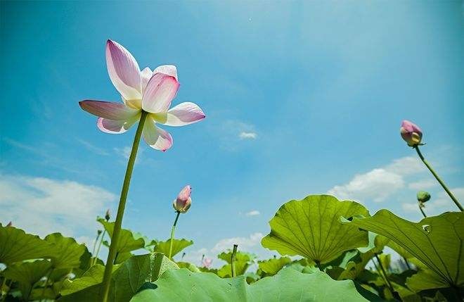 【格律诗专辑】作者 王世金（大连草根吟叟）【冰心文化传媒】主编 冰心（甘肃）（图12）