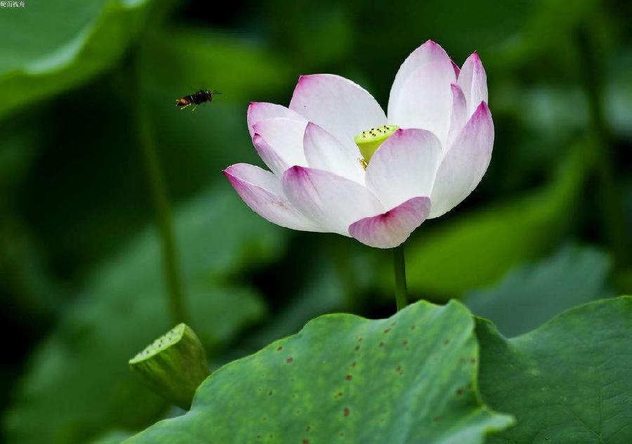 【格律诗专辑】作者 王世金（大连草根吟叟）【冰心文化传媒】主编 冰心（甘肃）（图11）