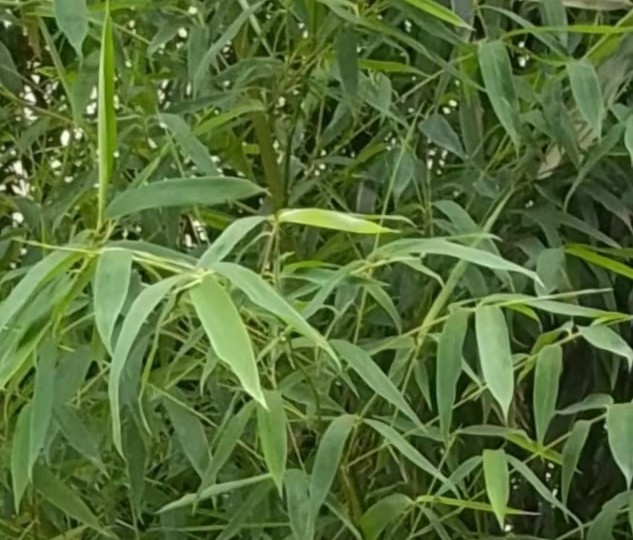 题凤凰云 *菊花仙人（外三首）【冰心文化传媒】主编 冰心（图6）