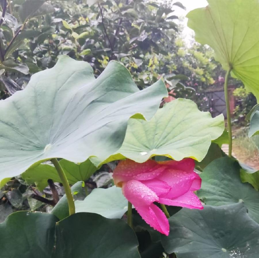 题凤凰云 *菊花仙人（外三首）【冰心文化传媒】主编 冰心（图5）