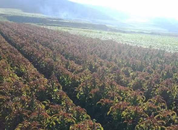 夏收时节* 文 /任国璠(甘肃永登)【冰心文化传媒】主编冰心(图3)