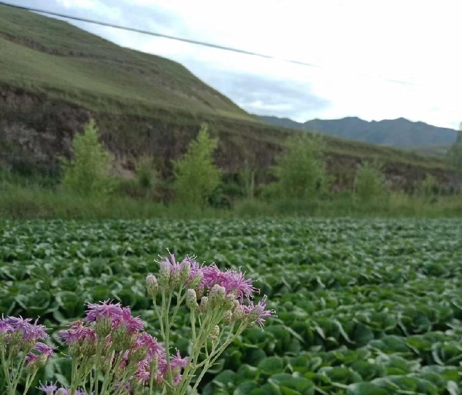 夏收时节* 文 /任国璠(甘肃永登)【冰心文化传媒】主编冰心(图4)