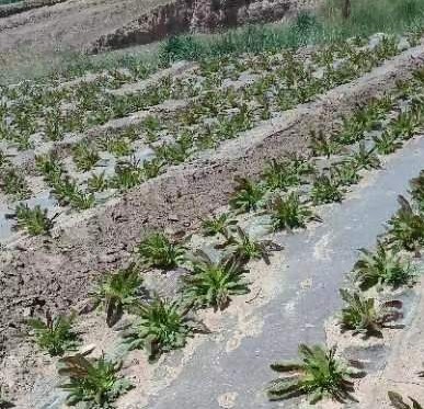 夏收时节* 文 /任国璠(甘肃永登)【冰心文化传媒】主编冰心(图6)