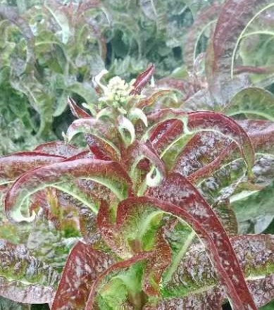 夏收时节* 文 /任国璠(甘肃永登)【冰心文化传媒】主编冰心(图5)