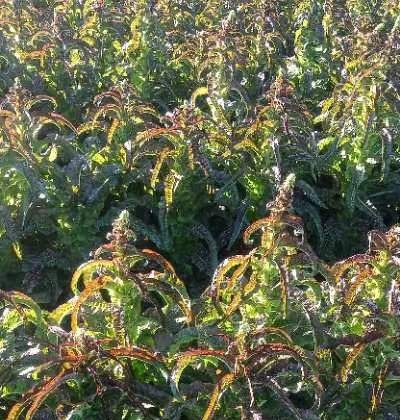 夏收时节* 文 /任国璠(甘肃永登)【冰心文化传媒】主编冰心(图7)